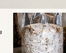Colonized grow bag