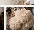 Fruiting mushrooms