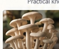 Mushrooms from a grow bag