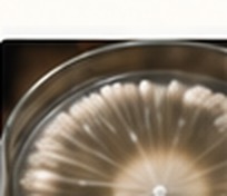 Mycelium culture on agar