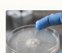Agar plate being tested
