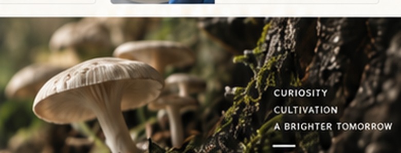 Mushrooms growing in a forest setting