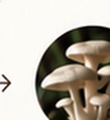Mushrooms fruiting
